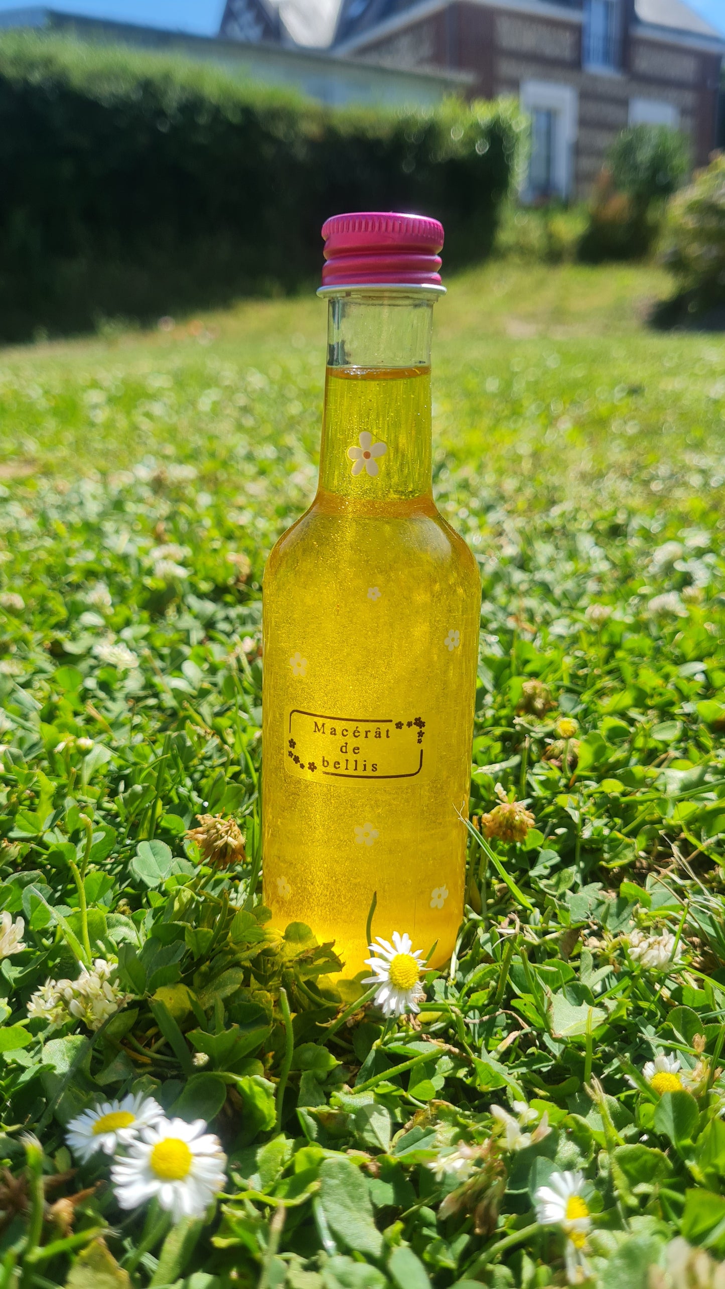 Macérât de Bellis 100ml