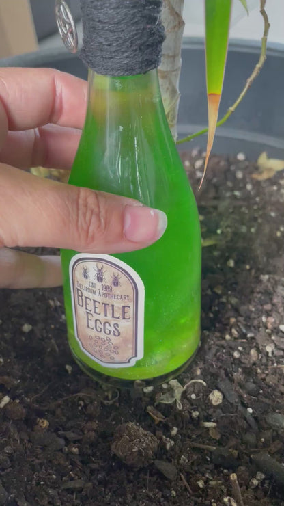 Beatle eggs potion
